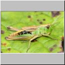 Chorthippus parallelus - Gemeiner Grashuepfer w02a Tongrube OS-Wallenhorst.jpg